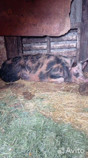 Хряк на племя