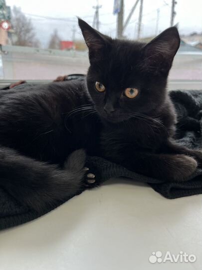 В добрые ручки