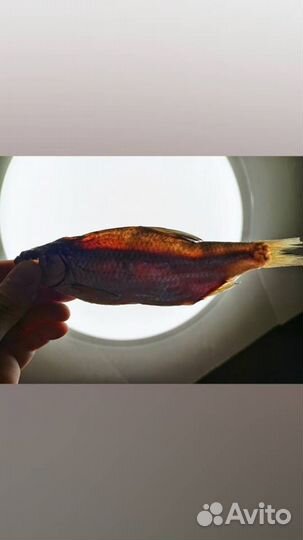 Вобла Астраханская