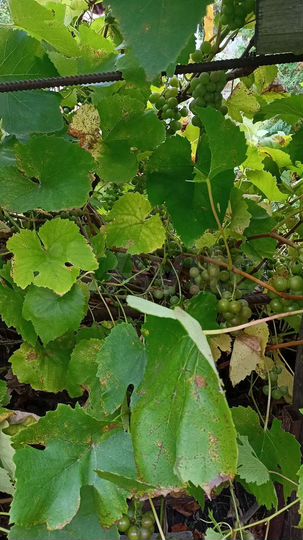 Дом 32 м² на участке 8 сот.