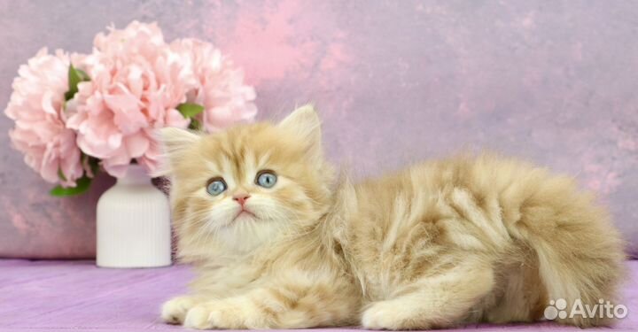 Золотая шоколадная мраморная шиншилла by12(22)