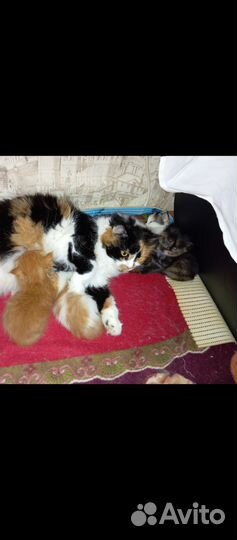 Котятки в добрые руки