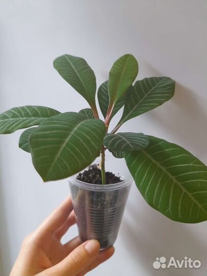 Молочай беложильчатый, фикус