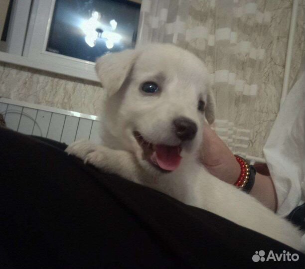 Собака в добрые руки отдам бесплатно