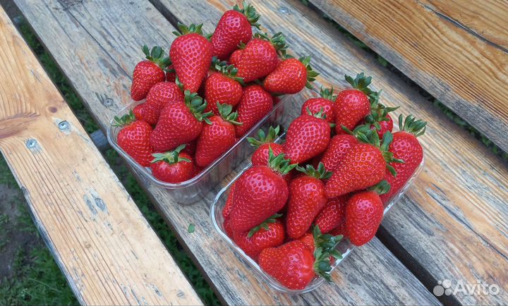 Рассада клубники