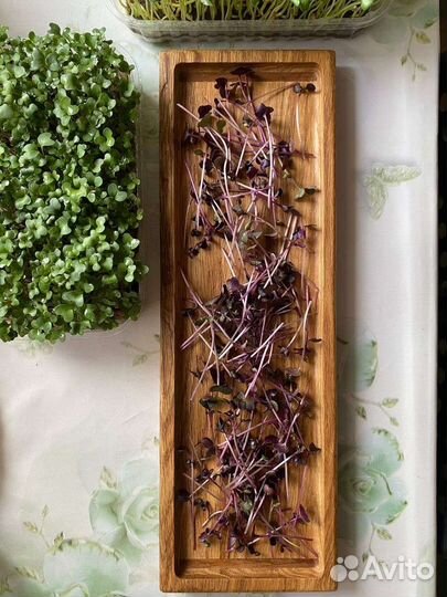 Микрозелень