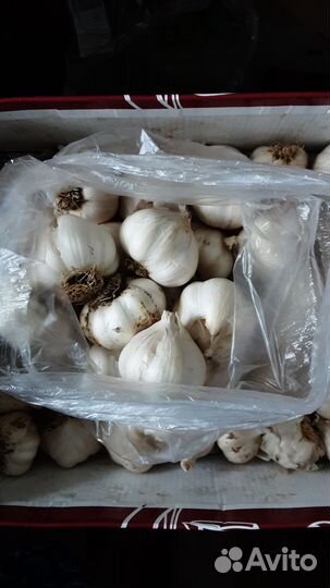 Чеснок Рокамболь