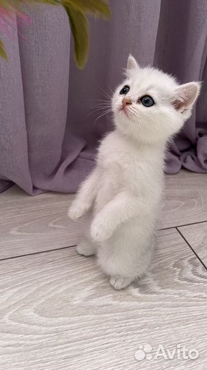 Шотландские котята чистокров. серебристая шиншилла