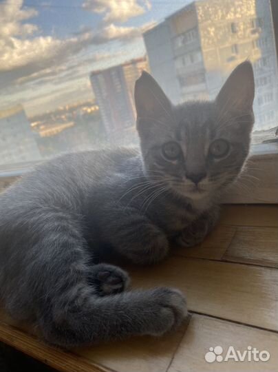 Котята в добрые руки бесплатно