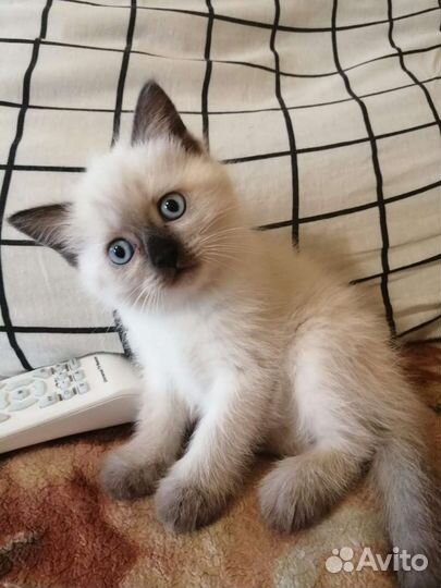 Невская маскарадная девочки