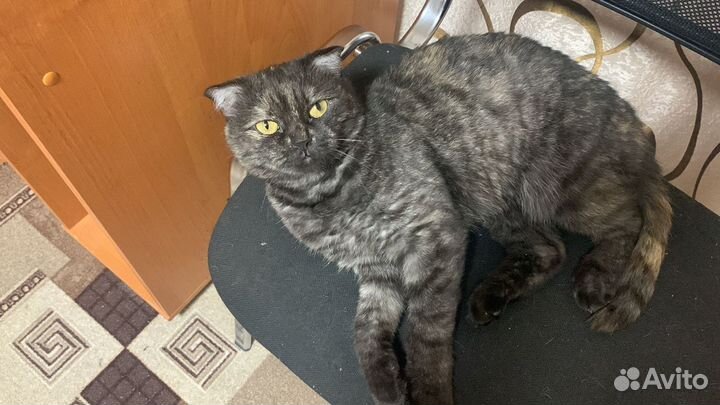 Пусенька в поисках дома