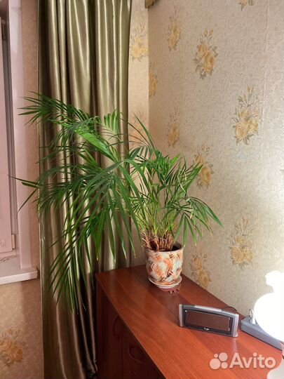 Комнатные растения