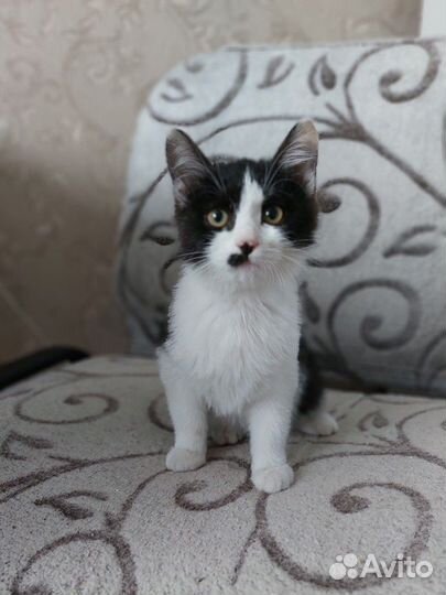 Котята мальчики