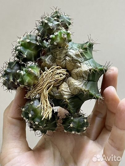 Gymnocalycium variegate