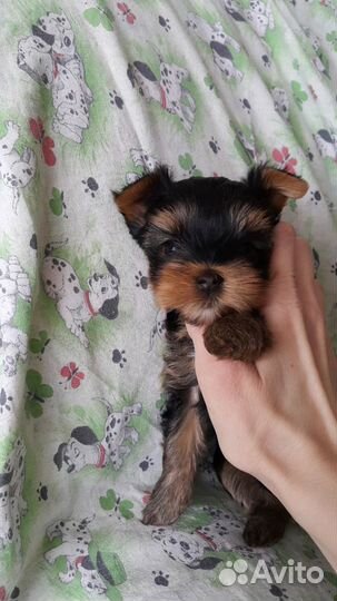Щенки йорка.Ркф