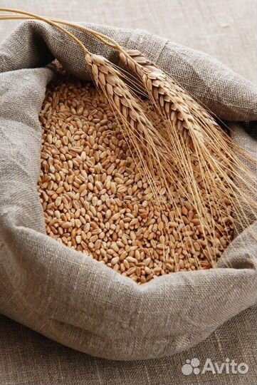 Продам пшеницу