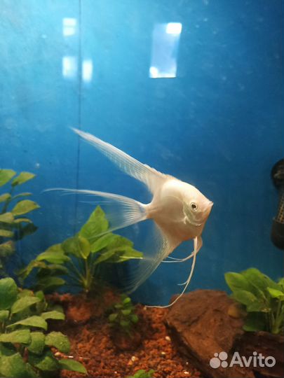 Аквариумные рыбки