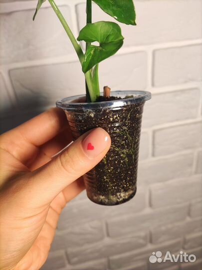 Сингониум конфетти