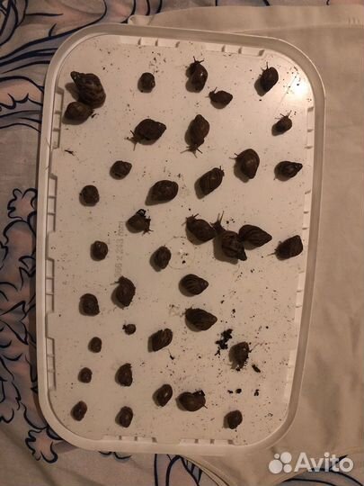 Улитки ахатины и архахатины