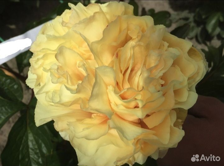 Пионы (корневища) для посадки