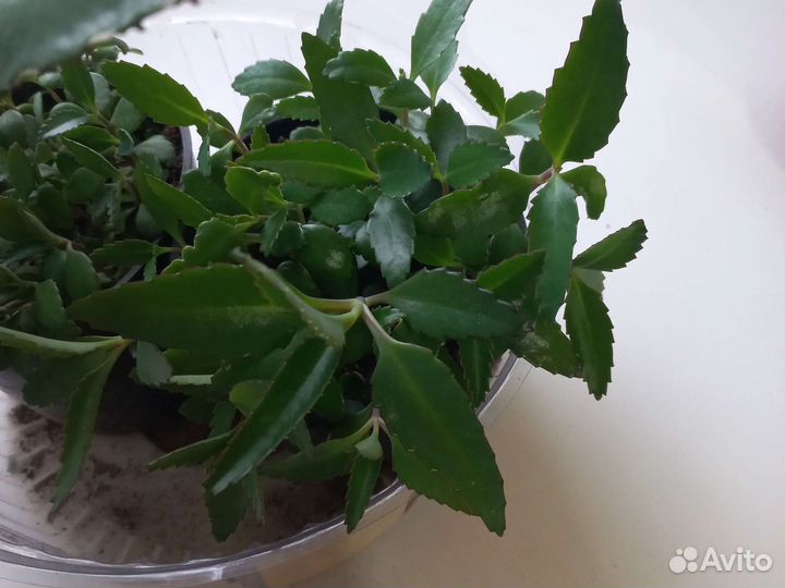 Каланхоэ лечебное