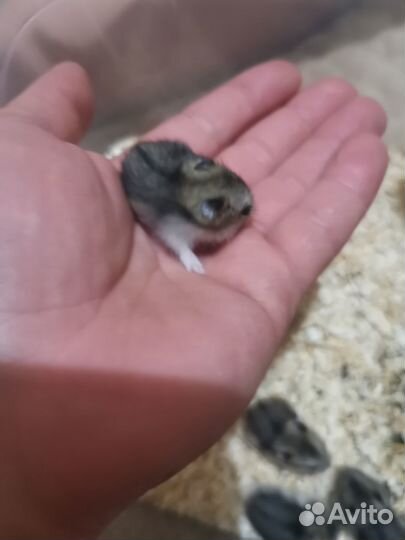 Джунгарские хомячки