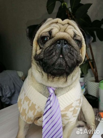 Мопс для вязки