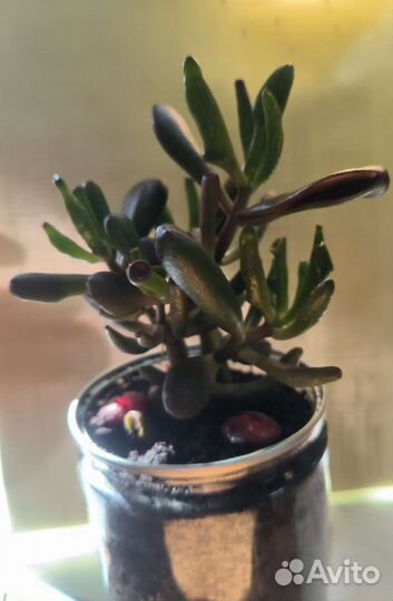 Крассула хоббит, малыши