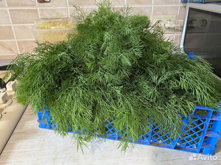 Зелень укроп со своего огорода