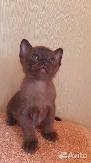 Бурманский котенок