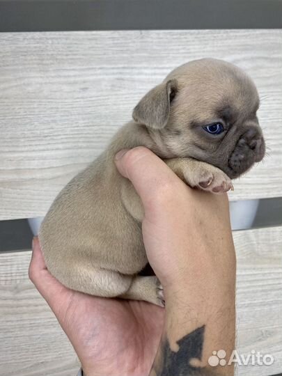 Французский бульдог девочка голубой фавн
