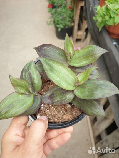 Традесканция разные сорта