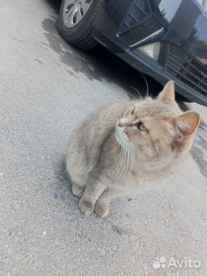 Кошка в дар бесплатно