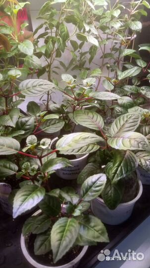 Комнатные цветы