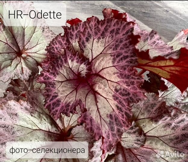 Бегонии сортовые