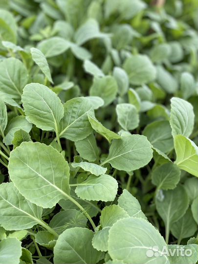 Рассада ранней капусты