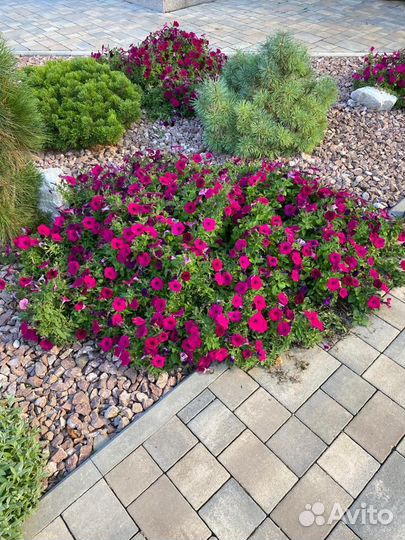 Рассада цветов