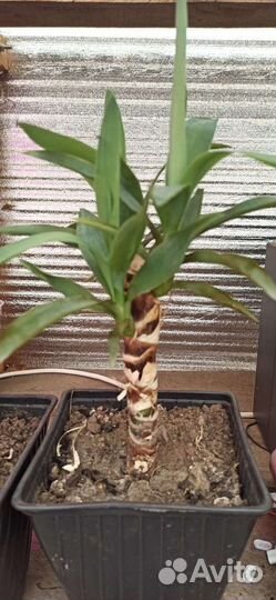 Пальма юкка