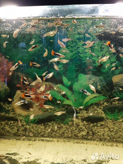 Рыбки гуппи