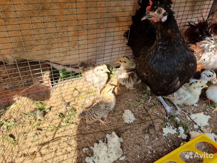 Курица Бентамка и 8 цыплят