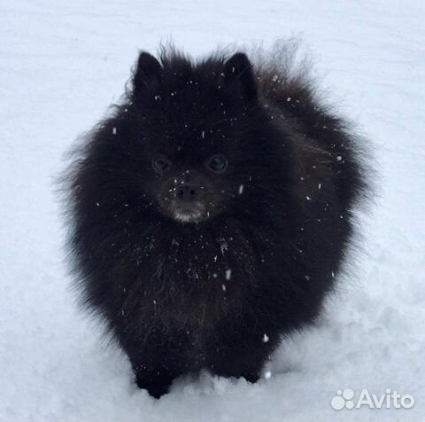 Вязка шпиц мальчик