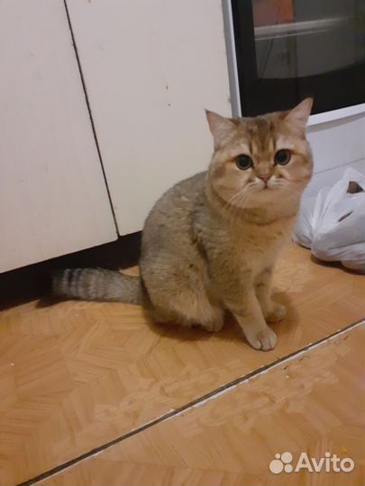 Вязка. Шотландец, золотая шиншилла