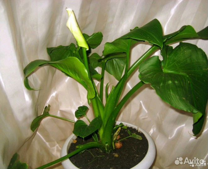 Комнатные цветы Каллы