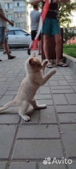 Рыжий котенок