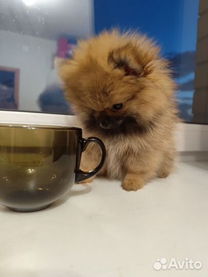 Померанский Шпиц мини