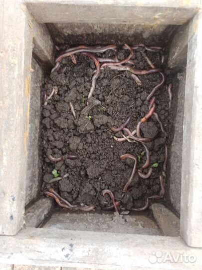 Черви (выползки)