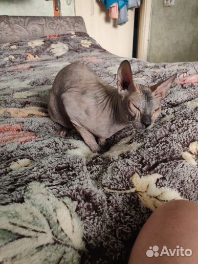 Донской сфинкс вязка девочка