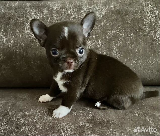 Щенки чихуахуа