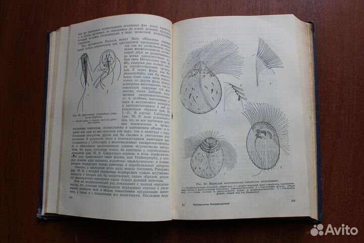 Сравнительная эмбриология низших беспозвоночных. 1
