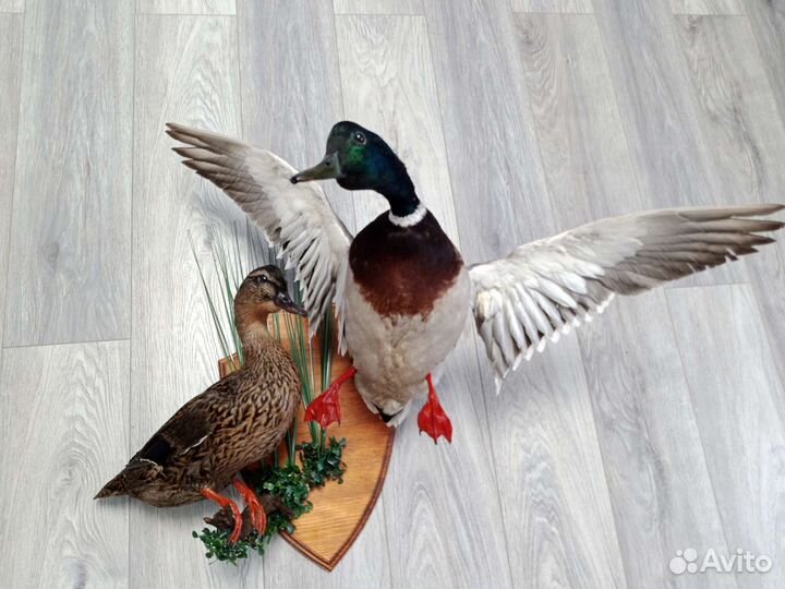 Чучело утка с селезнем